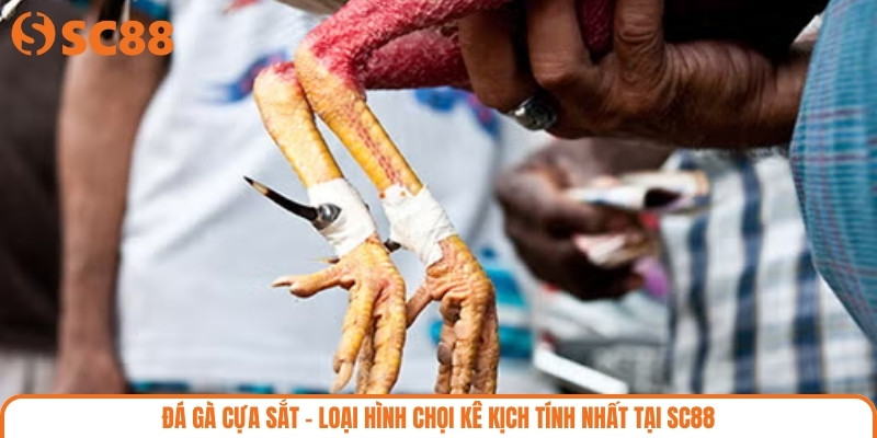 Đá Gà Cựa Sắt – Loại Hình Chọi Kê Kịch Tính Nhất Tại SC88