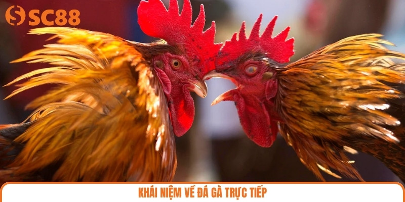 Khái niệm về đá gà trực tiếp